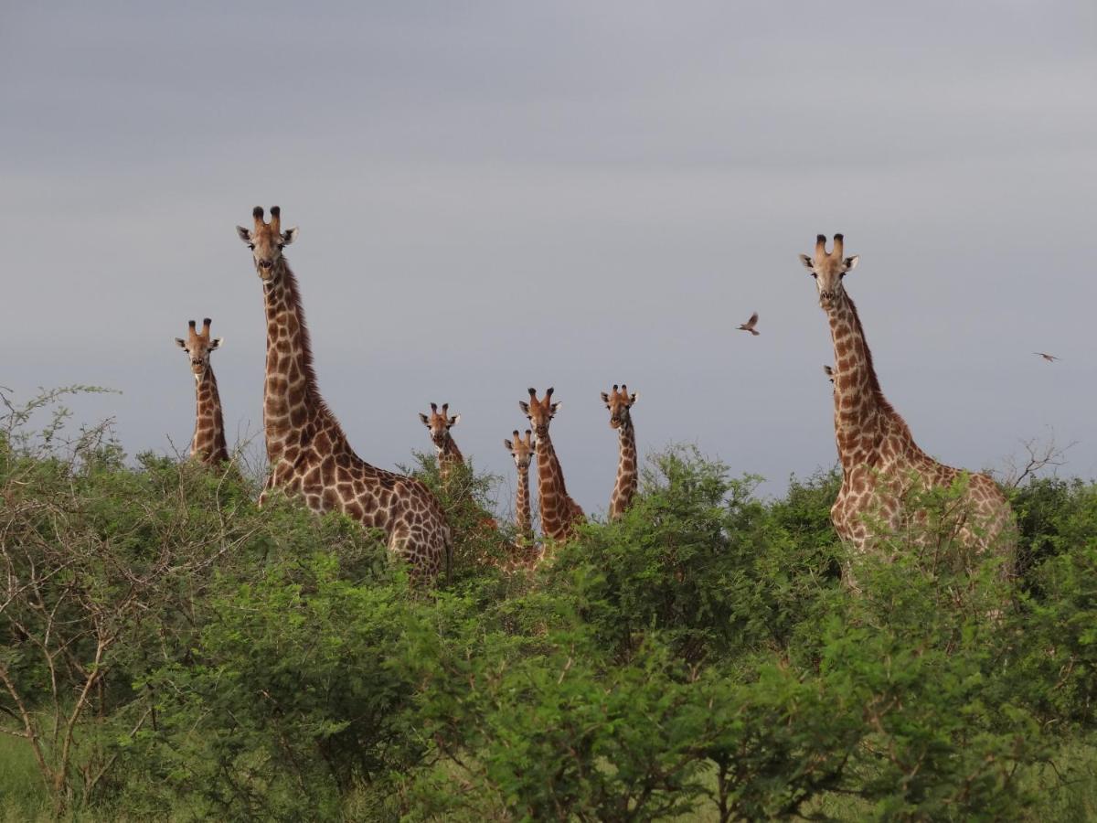 Giraffe Plains Villa Marloth Park Eksteriør bilde